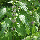Motherwort (Leonurus cardiaca)
